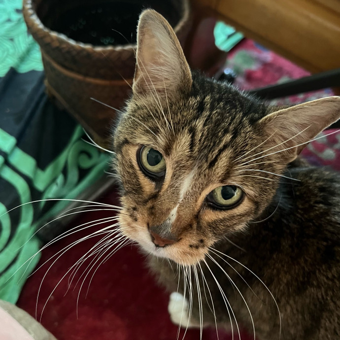Jenna's Kitty Zen With Love - Omaha