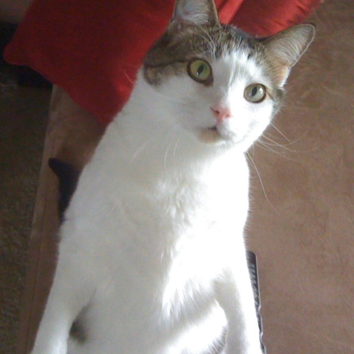Jenna's Kitty Zen With Love - Omaha