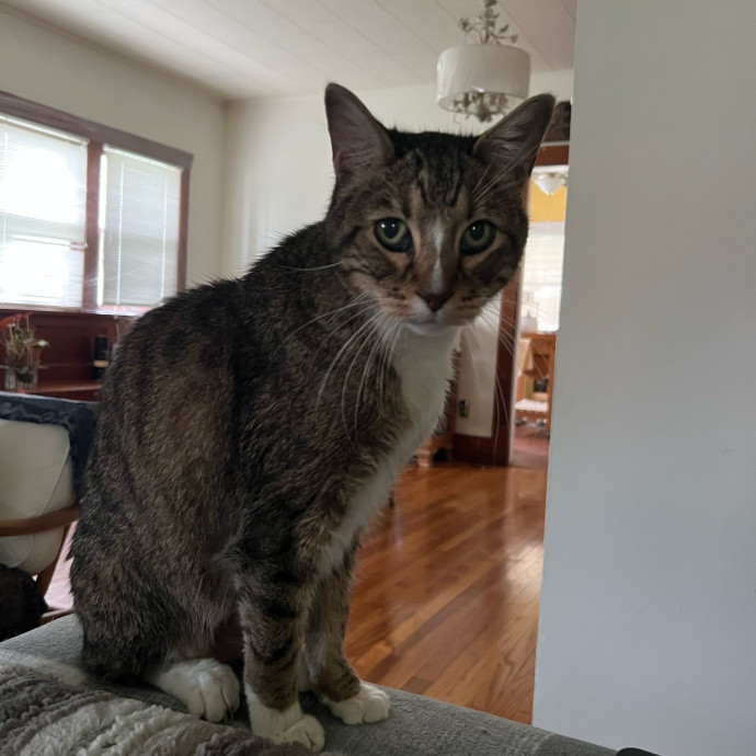 Jenna's Kitty Zen With Love - Omaha photo 3