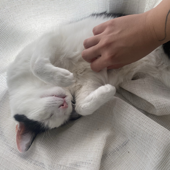 Reliable Caring Animal Loverserver