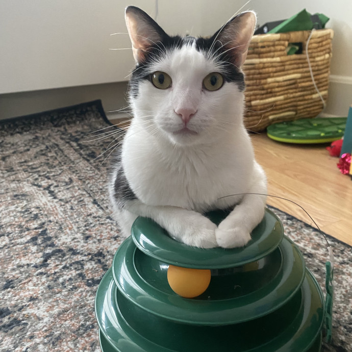 Reliable Caring Animal Loverserver photo 3