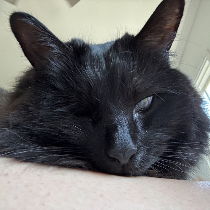 Reliable Caring Animal Loverserver photo 2