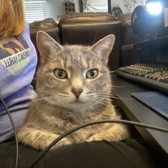 Cat Loving Expert