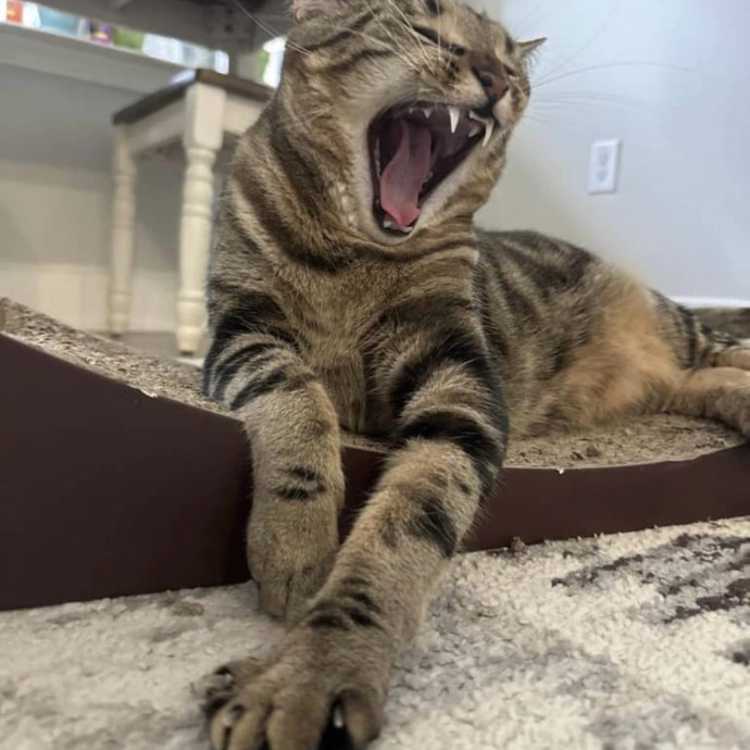 Cat Loving Expert photo 3