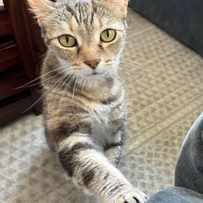 Cat Loving Expert photo 2