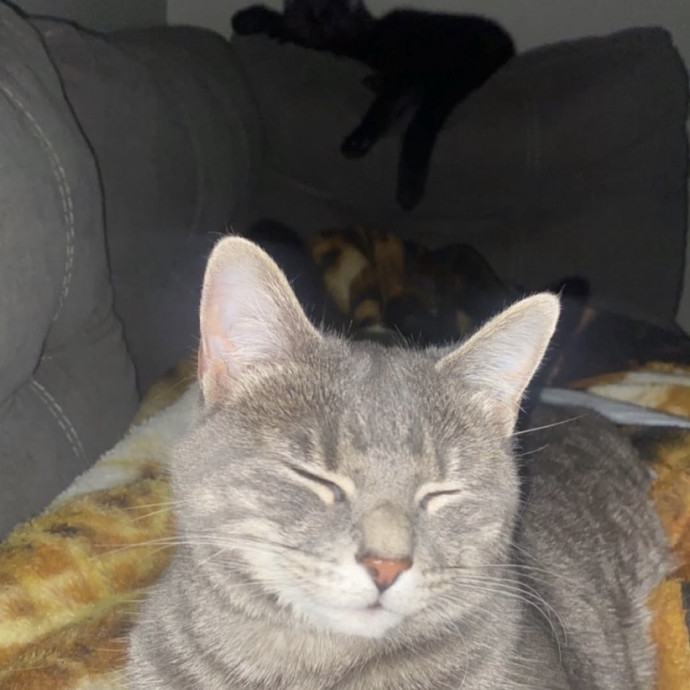 Purrrfect Sitter