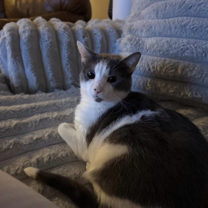 Purrrfect Sitter