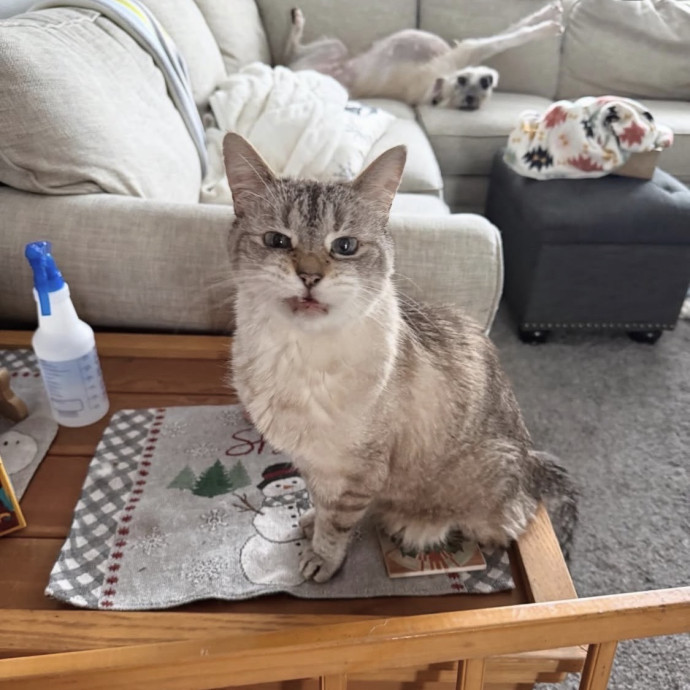 Purrrfect Sitter