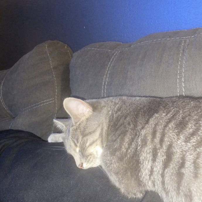 Purrrfect Sitter