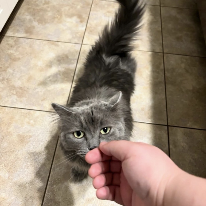 Purrrfect Sitter