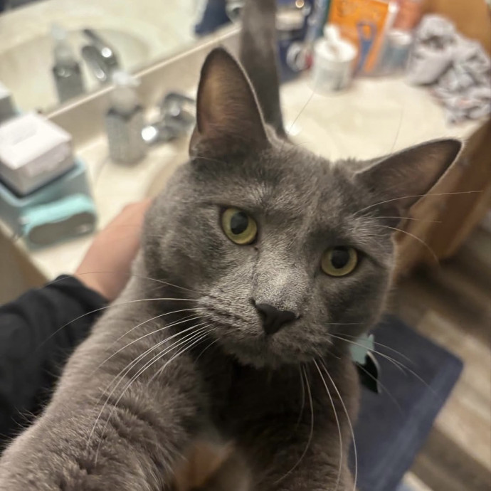 Purrrfect Sitter