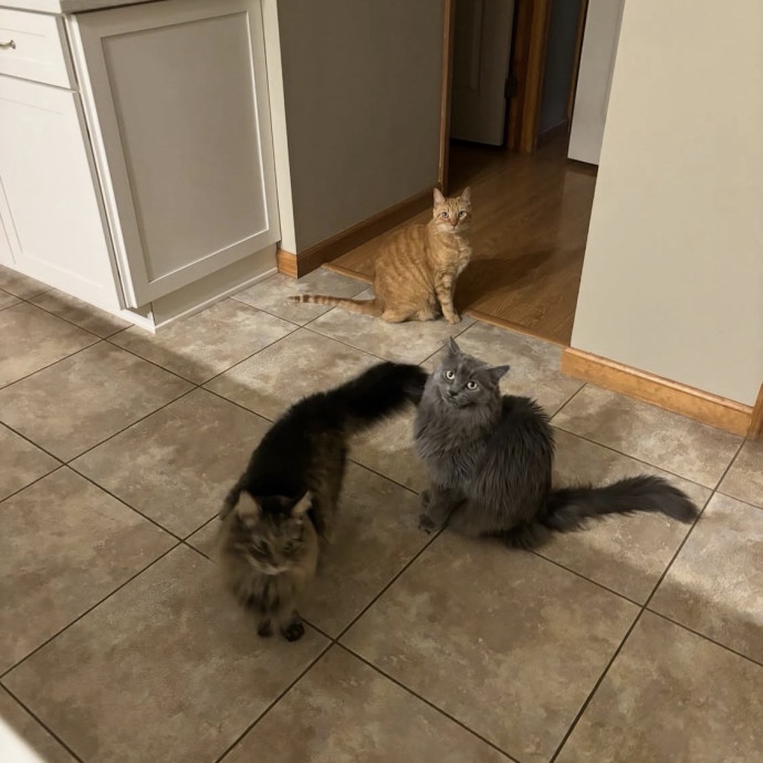 Purrrfect Sitter