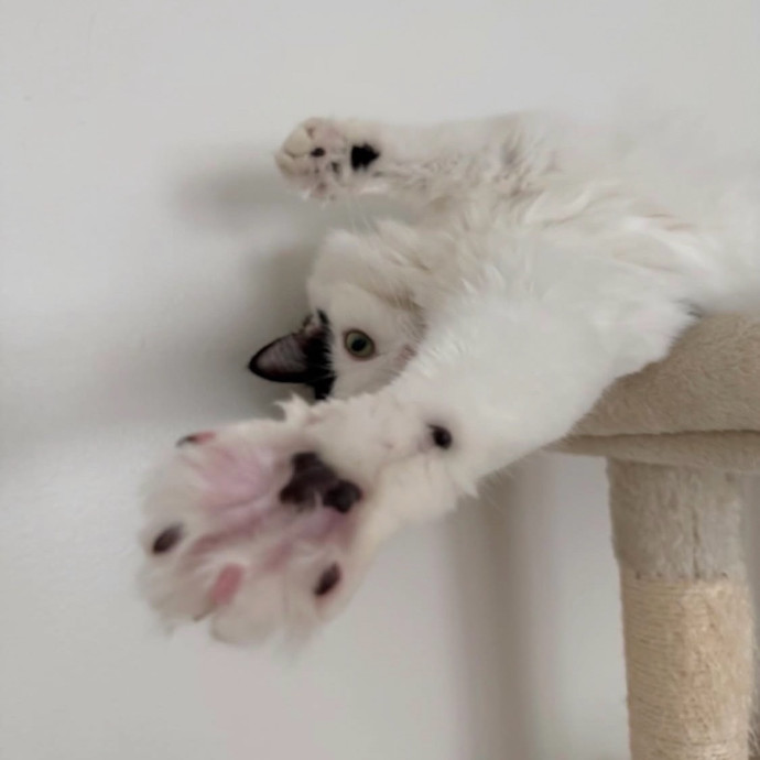 Purrrfect Sitter