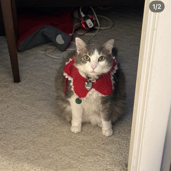 Purrrfect Sitter