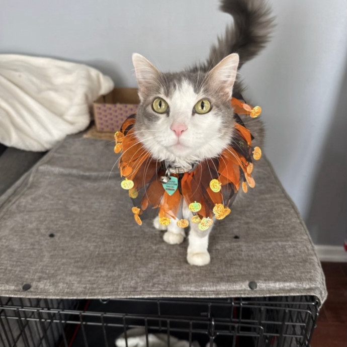 Purrrfect Sitter