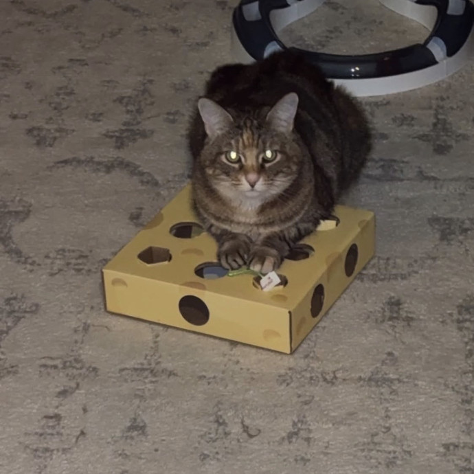 Purrrfect Sitter