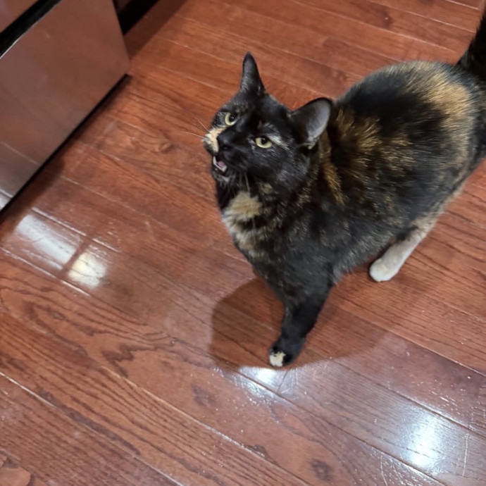 Purrrfect Sitter