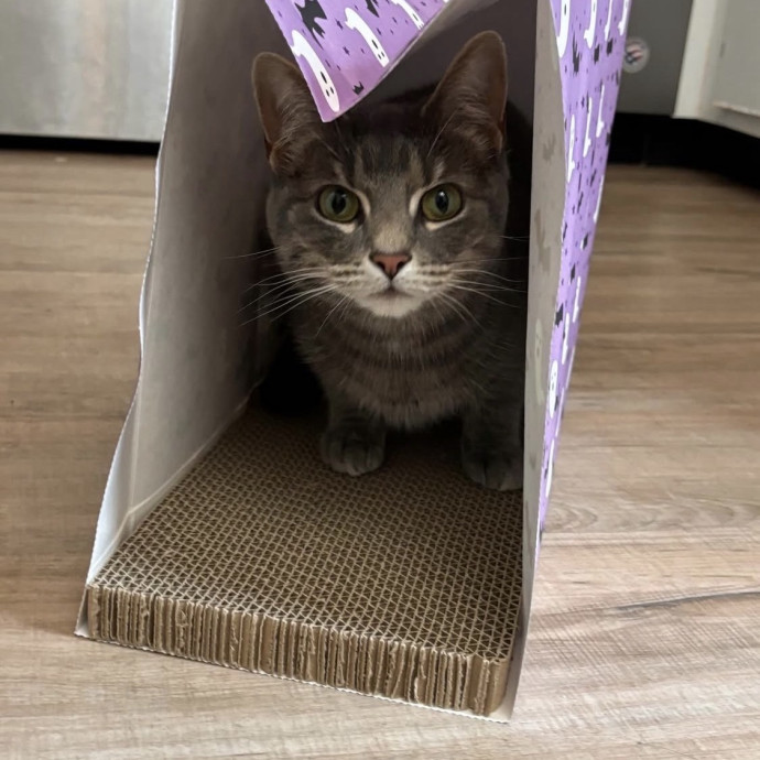 Purrrfect Sitter