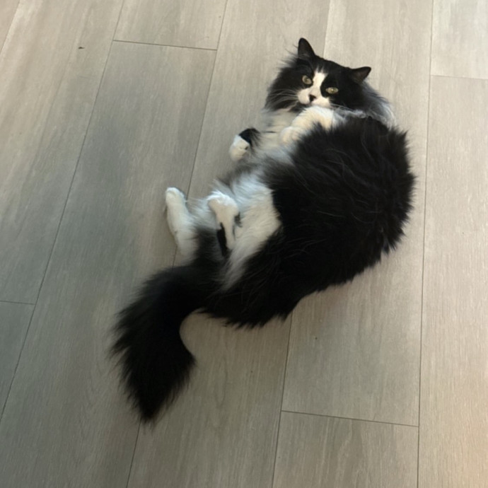 Purrrfect Sitter