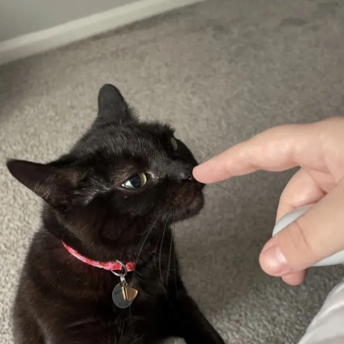 Purrrfect Sitter photo 4