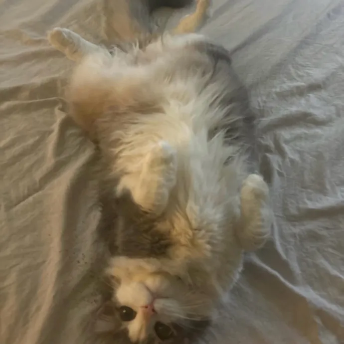 Purrrfect Sitter photo 3