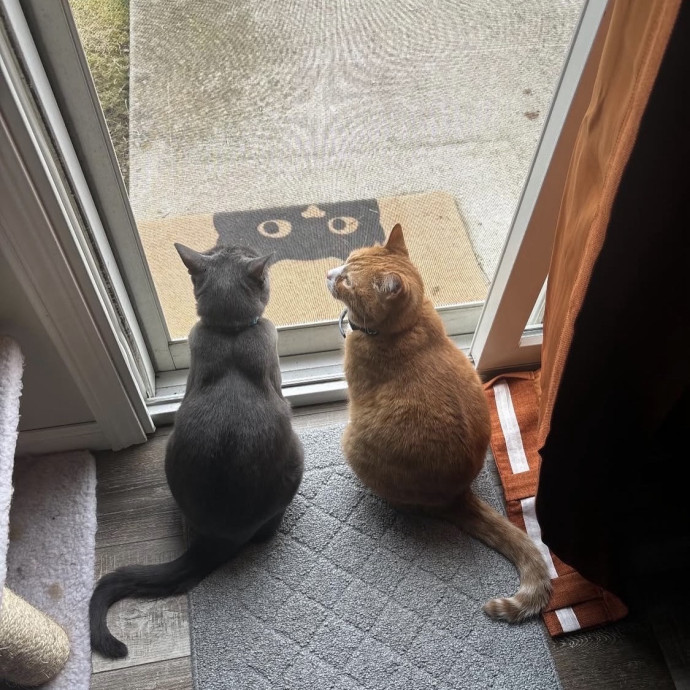 Purrrfect Sitter photo 2