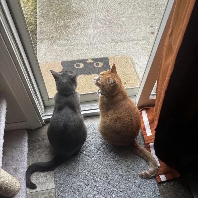 Purrrfect Sitter photo 2