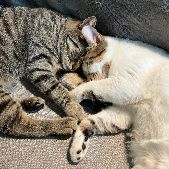 Kevin's Cat Care photo 2