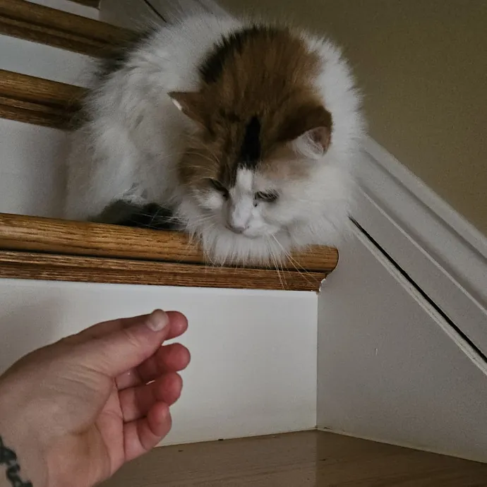 Fur Baby Care