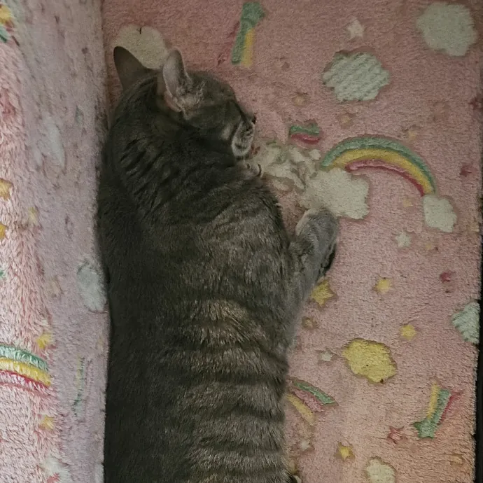 Fur Baby Care