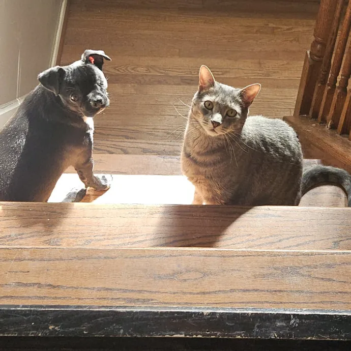 Fur Baby Care
