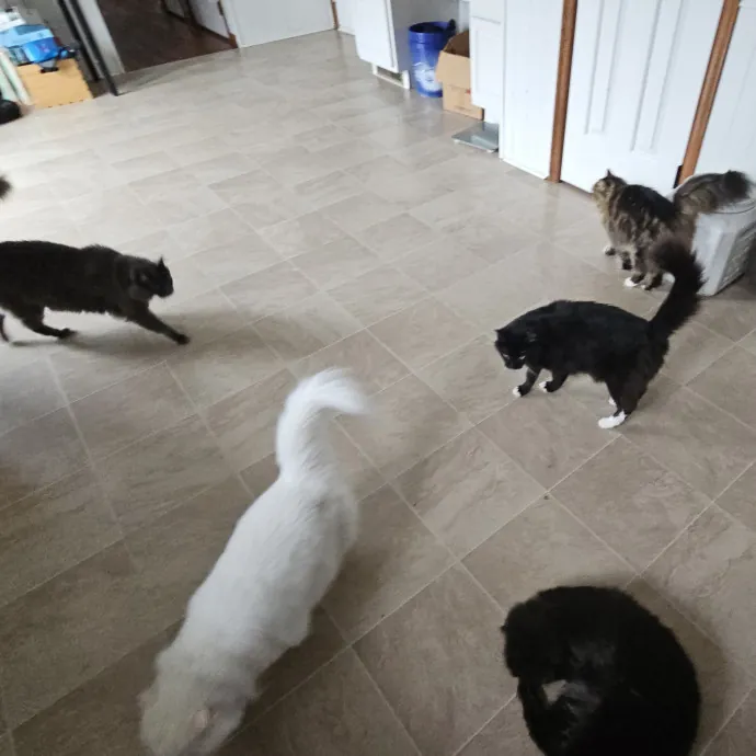 Fur Baby Care