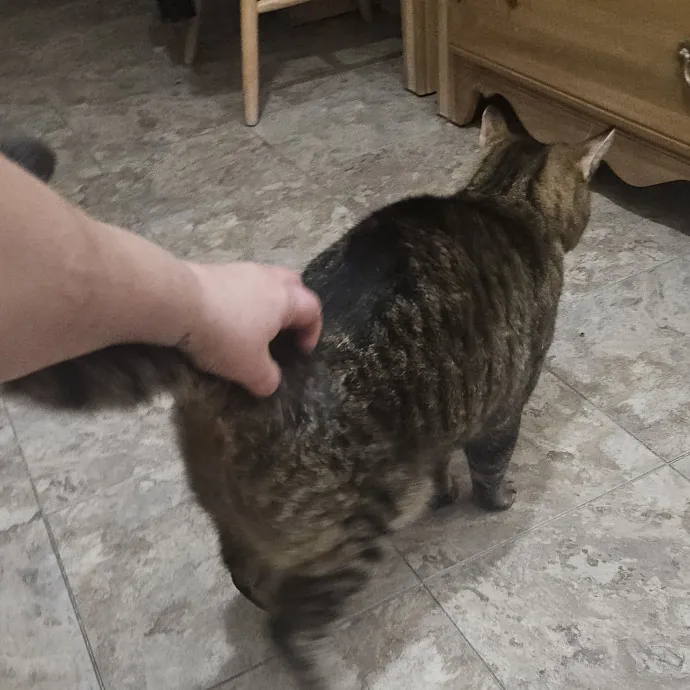 Fur Baby Care