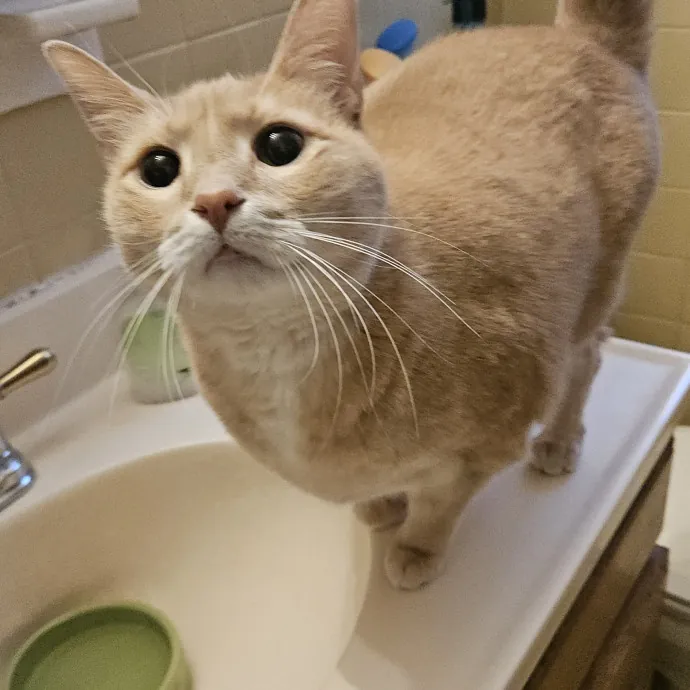 Fur Baby Care