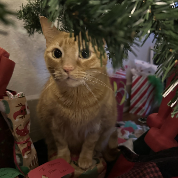 Mature Experienced Cat Mom photo 3