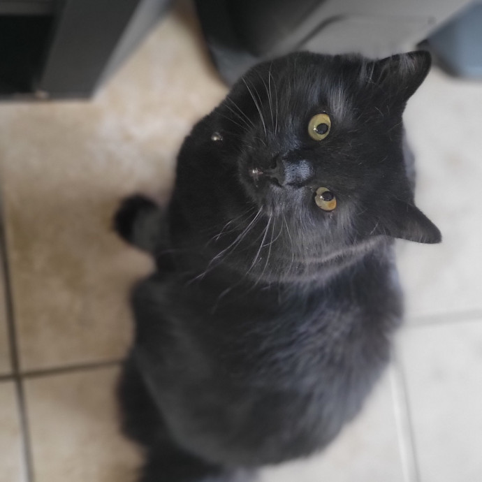 The Purrfect Sitter