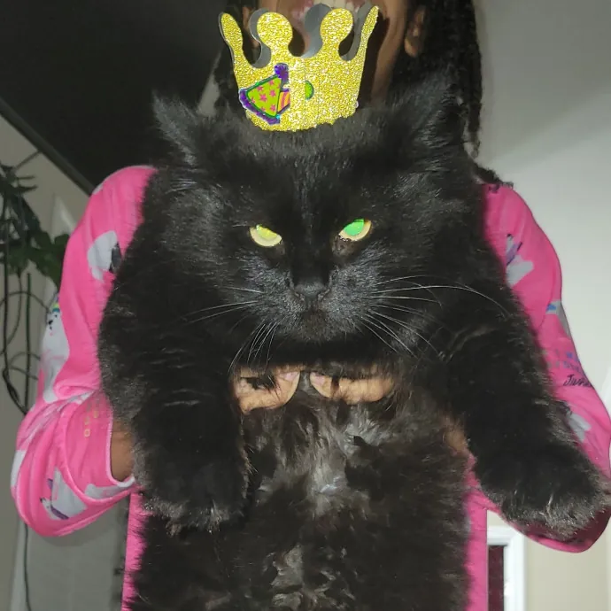 Your Purrfect Sitter