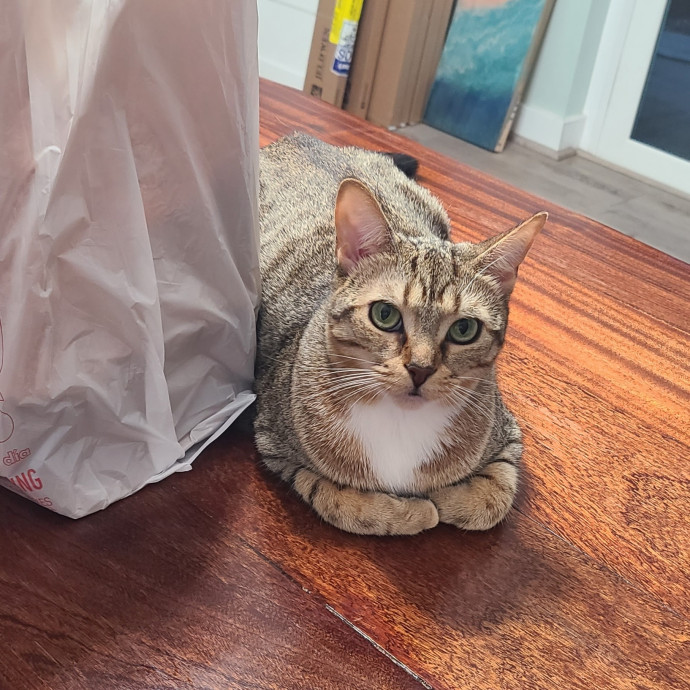 The Purrfect Sitter