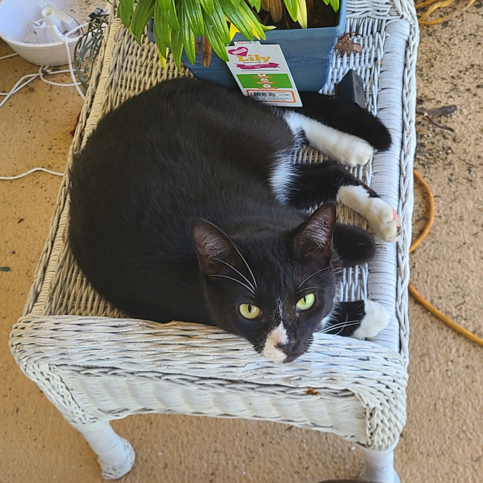 The Purrfect Sitter