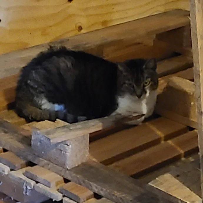 Your Purrfect Sitter