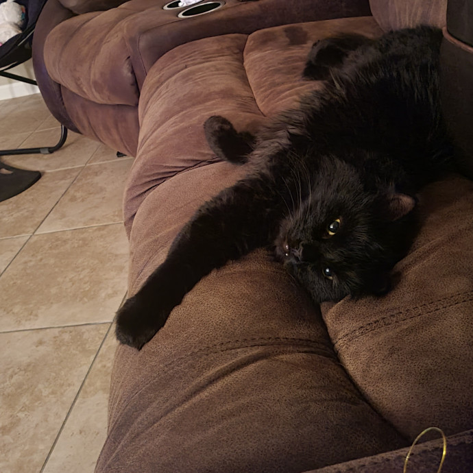 The Purrfect Sitter