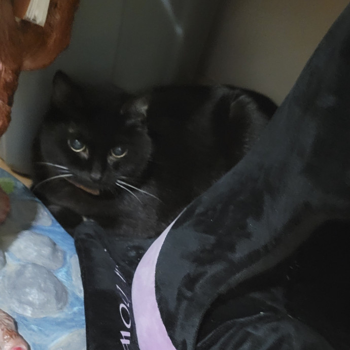 The Purrfect Sitter