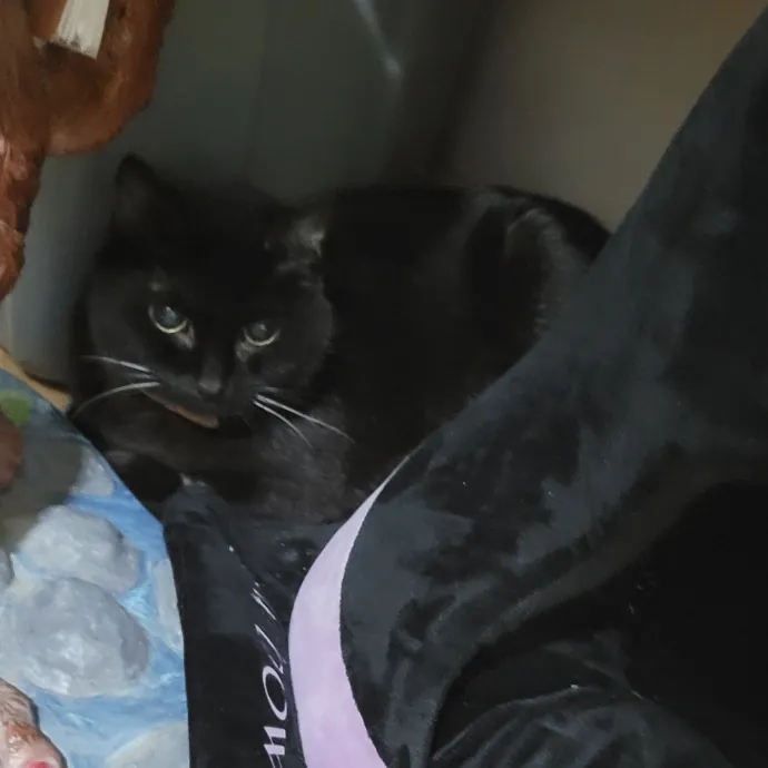 Your Purrfect Sitter