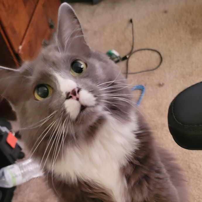 The Purrfect Sitter