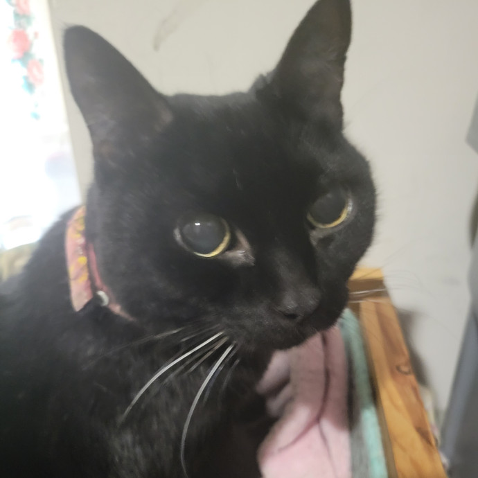 The Purrfect Sitter