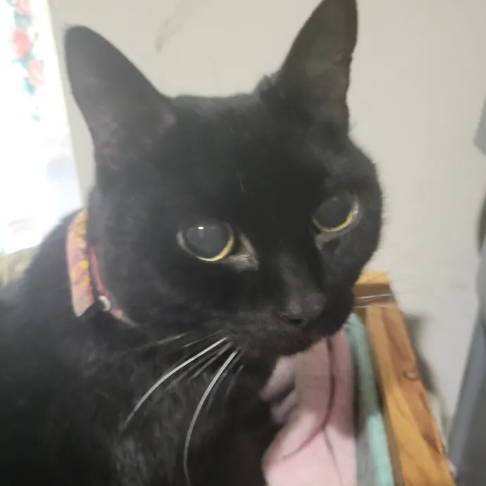 Your Purrfect Sitter