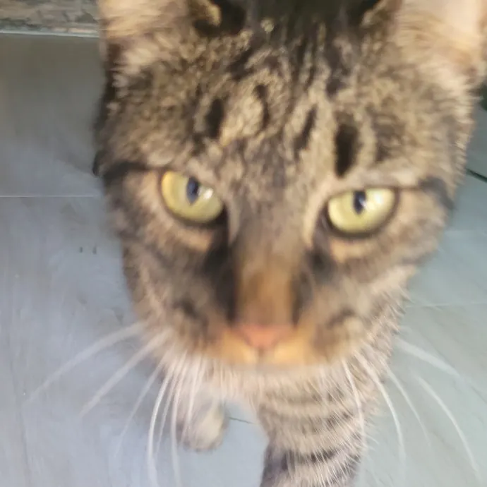 Your Purrfect Sitter