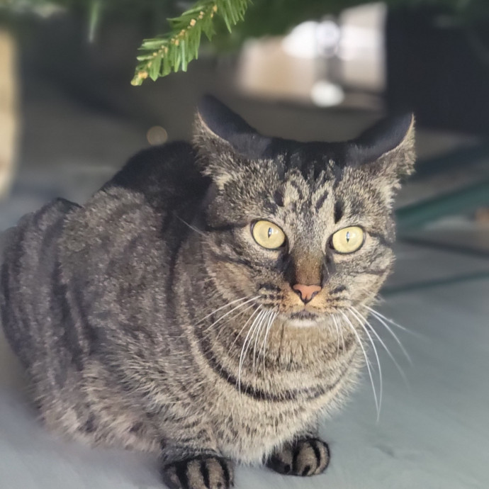 The Purrfect Sitter