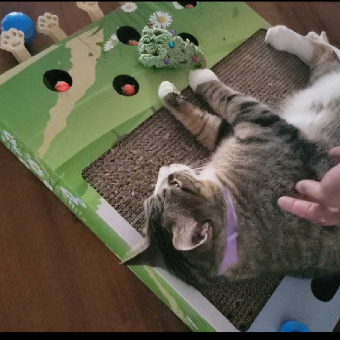 The Purrfect Sitter