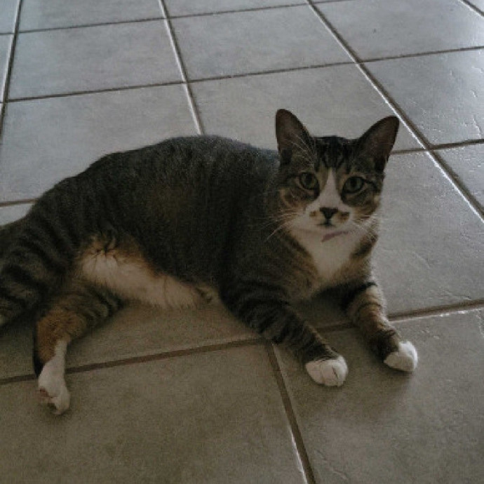 The Purrfect Sitter